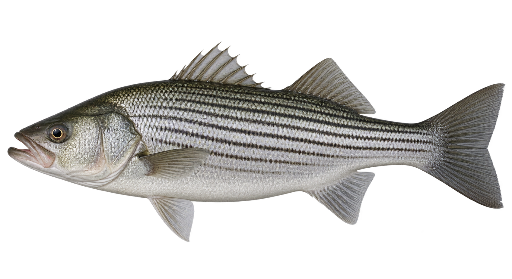 Striped Bass